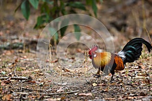 Red junglefowl or Gallus gallus colorful bird during safari at kanha national park or tiger reserve india