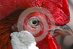 Red junglefowl Gallus gallus Male Birds eye Close-up