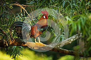 Red Junglefowl - Gallus gallus  tropical bird in the family Phasianidae. It is the primary progenitor of the domestic chicken