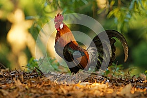 Red Junglefowl - Gallus gallus  tropical bird in the family Phasianidae. It is the primary progenitor of the domestic chicken