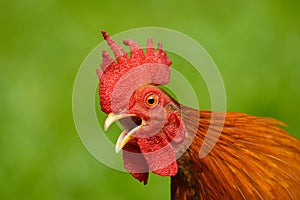 Red Junglefowl - Gallus gallus  tropical bird in the family Phasianidae. It is the primary progenitor of the domestic chicken