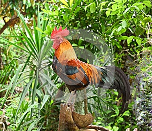 Red Junglefowl - Gallus gallus tropical bird Phasianidae. It is the primary progenitor of the domestic chicken