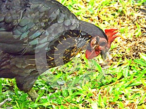 Red junglefowl hen