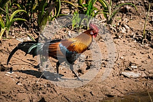 Red Junglefowl at KaoYai National park