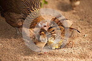 Red junglefowl mother heath tutoring children eat seeds.