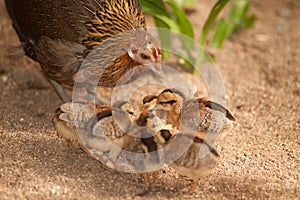 Red junglefowl mother heath tutoring children eat seeds.