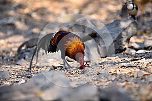 Red junglefowl, a tropical bird in the family Phasianidae.