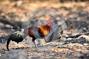 Red junglefowl, a tropical bird in the family Phasianidae.