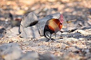 Red junglefowl, a tropical bird in the family Phasianidae.