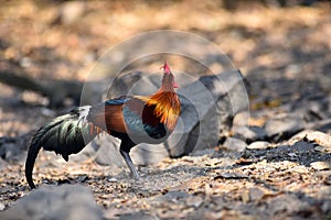 red junglefowl, a tropical bird in the family Phasianidae.