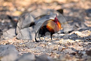 Red junglefowl, a tropical bird in the family Phasianidae.