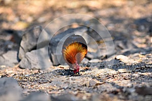 Red junglefowl, a tropical bird in the family Phasianidae.