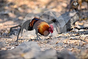 Red junglefowl, a tropical bird in the family Phasianidae.