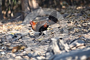 Red junglefowl, a tropical bird in the family Phasianidae.