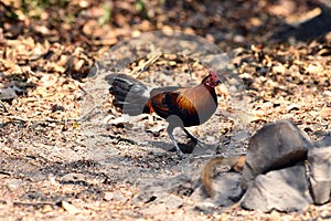 Red junglefowl, a tropical bird in the family Phasianidae.