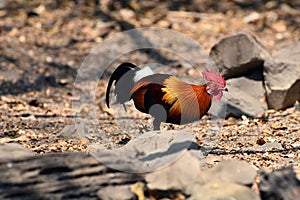 Red junglefowl, a tropical bird in the family Phasianidae.