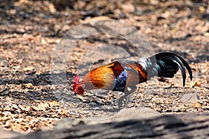 Red junglefowl, a tropical bird in the family Phasianidae.