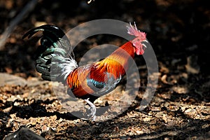 Red junglefowl