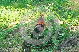 Red Junglefowl walks around the grass, scavenging for insects