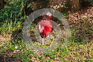 Red Junglefowl walks around the grass, scavenging for insects