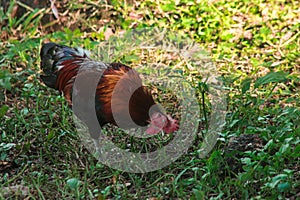 Red Junglefowl walks around the grass, scavenging for insects