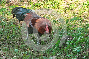 Red Junglefowl walks around the grass, scavenging for insects