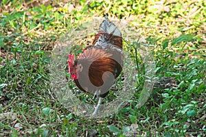 Red Junglefowl walks around the grass, scavenging for insects