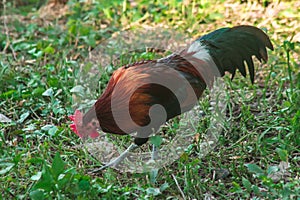 Red Junglefowl walks around the grass, scavenging for insects