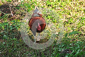 Red Junglefowl walks around the grass, scavenging for insects