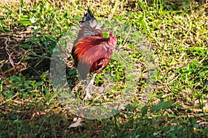 Red Junglefowl walks around the grass, scavenging for insects