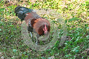 Red Junglefowl walks around the grass, scavenging for insects