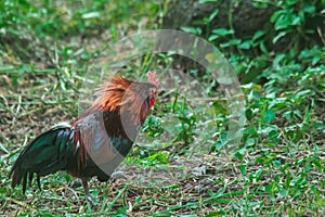 Red Junglefowl walks around the grass, scavenging for insects