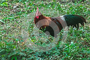 Red Junglefowl walks around the grass, scavenging for insects