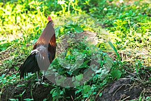 Red Junglefowl walks in the grass forest.