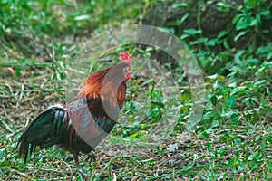 Red Junglefowl walks in the grass forest.