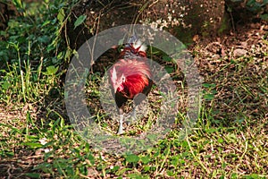 Red Junglefowl walks in the grass forest.