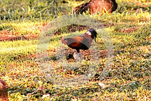 Red Junglefowl walks in the grass forest.