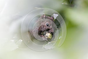 Red juvenile squirrel eating a hazelnut