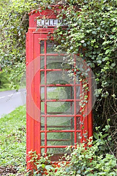 Red K6 phone box covered by brambles