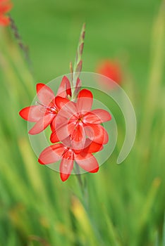 Red Kaffir Lily photo