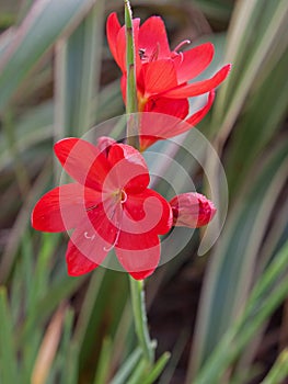 Red Kaffir Lily flowers in summer UK