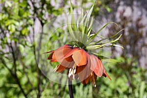 Red Kaiser`s Crown in bloom, Fritillaria imperialis in spring garden