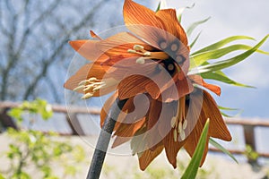 Red Kaiser`s Crown in bloom, Fritillaria imperialis in spring garden