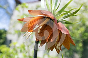 Red Kaisers Crown in bloom, Fritillaria imperialis in spring garden