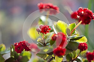 Red Kalanchoe - beautiful flowering houseplant for decoration or gift, suculent background