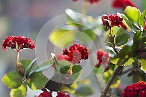 Red Kalanchoe - beautiful flowering houseplant for decoration or gift, suculent background