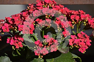 Red Kalanchoe blossfeldiana or flaming Katy, Christmas kalanchoe, florist kalanchoe and Madagascar widow`s-thrill pot plant