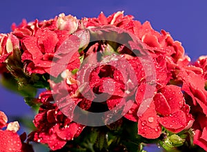 Red kalanchoe flowers on a blue background