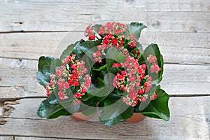 Red Kalanchoe flowers on a wooden background. Top viev