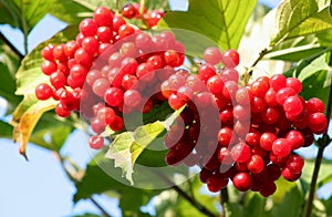 Red kalina in the autumn garden